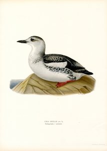 Black Guillemot by Magnus Ferdinand and Wilhelm von Wright