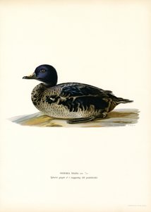 Black Scoter by Magnus Ferdinand and Wilhelm von Wright