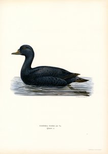Black Scoter by Magnus Ferdinand and Wilhelm von Wright
