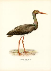 Black Stork by Magnus Ferdinand and Wilhelm von Wright