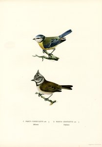 Blue Tit by Magnus Ferdinand and Wilhelm von Wright