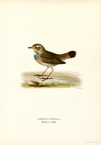 Bluethroat by Magnus Ferdinand and Wilhelm von Wright