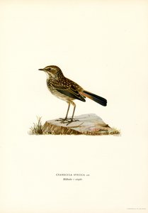 Bluethroat by Magnus Ferdinand and Wilhelm von Wright