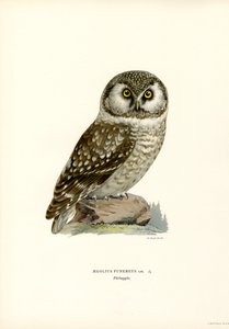 Boreal Owl