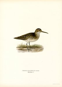 Broad-billed Sandpiper
