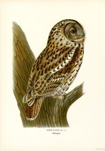 Brown Owl
