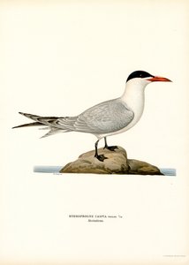 Caspian tern by Magnus Ferdinand and Wilhelm von Wright