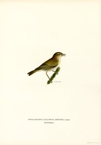 Chiffchaff