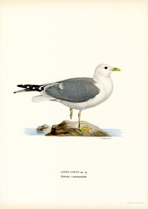 Common Gull by Magnus Ferdinand and Wilhelm von Wright