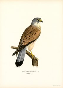 Common Kestrel by Magnus Ferdinand and Wilhelm von Wright