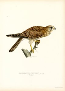 Common Kestrel by Magnus Ferdinand and Wilhelm von Wright
