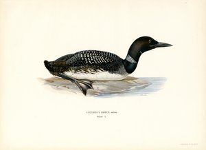 Common Loon by Magnus Ferdinand and Wilhelm von Wright
