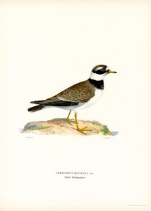 Common Ringed Plover