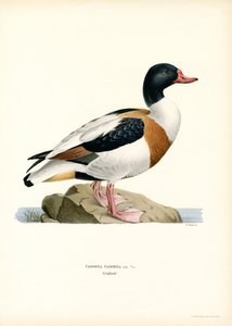 Common Shelduck by Magnus Ferdinand and Wilhelm von Wright
