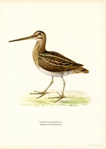Common Snipe by Magnus Ferdinand and Wilhelm von Wright