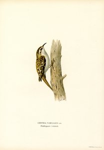 Common Treecreeper by Magnus Ferdinand and Wilhelm von Wright