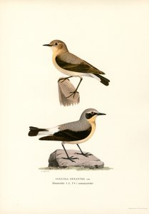 Common Wheatear by Magnus Ferdinand and Wilhelm von Wright