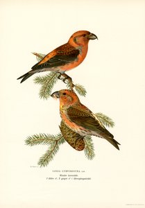 Crossbill by Magnus Ferdinand and Wilhelm von Wright