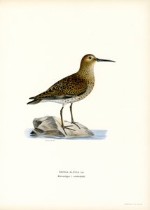 Dunlin by Magnus Ferdinand and Wilhelm von Wright