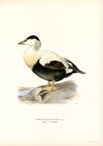 Eider Duck by Magnus Ferdinand and Wilhelm von Wright
