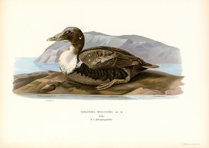 Eider Duck by Magnus Ferdinand and Wilhelm von Wright