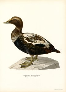 Eider Duck by Magnus Ferdinand and Wilhelm von Wright