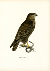 Eurasian Buzzard by Magnus Ferdinand and Wilhelm von Wright