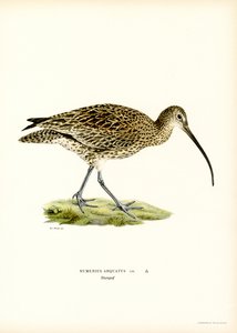 Eurasian Curlew by Magnus Ferdinand and Wilhelm von Wright