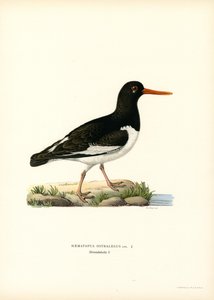Eurasian Oystercatcher by Magnus Ferdinand and Wilhelm von Wright