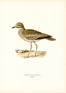 Eurasian Stone-curlew