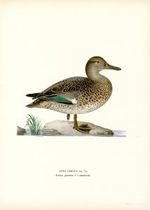 Eurasian Teal by Magnus Ferdinand and Wilhelm von Wright