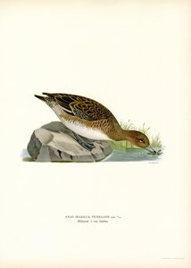 Eurasian Wigeon by Magnus Ferdinand and Wilhelm von Wright
