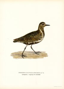 European Golden Plover