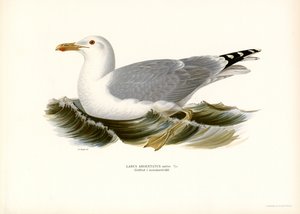 European Herring Gull by Magnus Ferdinand and Wilhelm von Wright