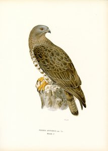 European Honey Buzzard