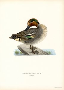 European Teal by Magnus Ferdinand and Wilhelm von Wright