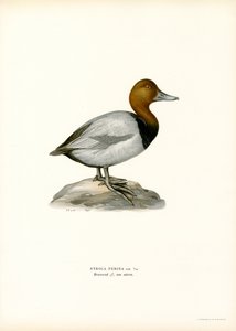 European Pochard by Magnus Ferdinand and Wilhelm von Wright