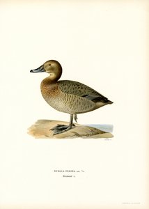 European Pochard by Magnus Ferdinand and Wilhelm von Wright