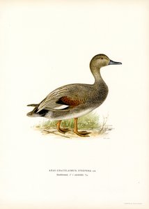 Gadwall by Magnus Ferdinand and Wilhelm von Wright