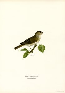 Garden Warbler by Magnus Ferdinand and Wilhelm von Wright