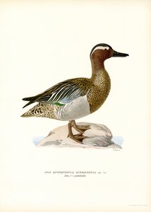 Garganey by Magnus Ferdinand and Wilhelm von Wright