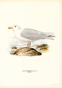 Glaucous Gull by Magnus Ferdinand and Wilhelm von Wright