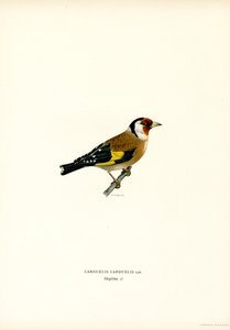 Goldfinch by Magnus Ferdinand and Wilhelm von Wright