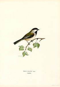 Gray-headed Chickadee by Magnus Ferdinand and Wilhelm von Wright