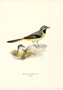 Gray Wagtail