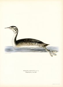 Great Crested Grebe by Magnus Ferdinand and Wilhelm von Wright