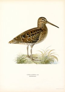 Great Snipe by Magnus Ferdinand and Wilhelm von Wright