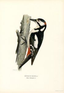 Great Spotted Woodpecker by Magnus Ferdinand and Wilhelm von Wright