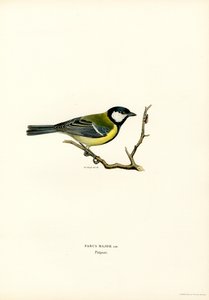 Great Tit by Magnus Ferdinand and Wilhelm von Wright