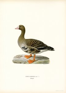 Greater White-fronted Goose by Magnus Ferdinand and Wilhelm von Wright